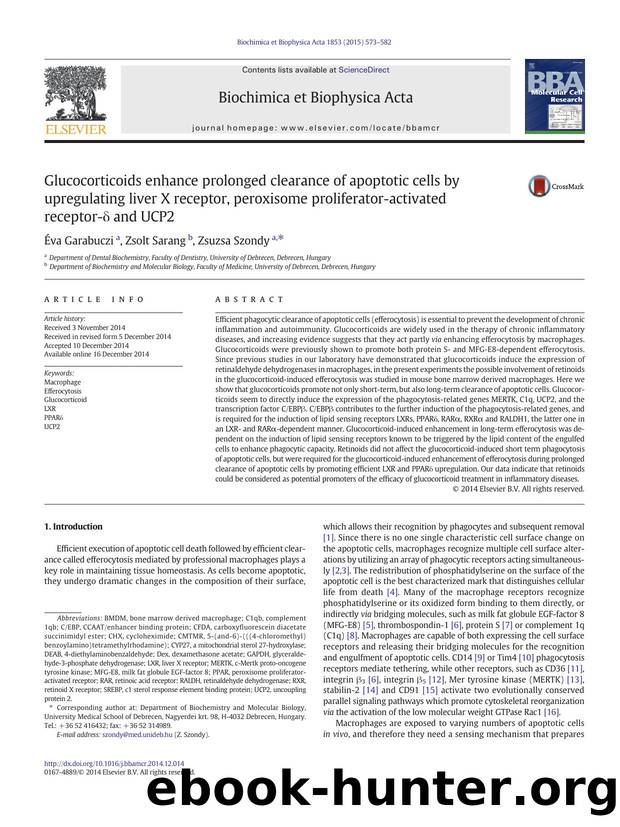 Glucocorticoids enhance prolonged clearance of apoptotic cells by upregulating liver X receptor, peroxisome proliferator-activated receptor-Î´ and UCP2 by Éva Garabuczi & Zsolt Sarang & Zsuzsa Szondy