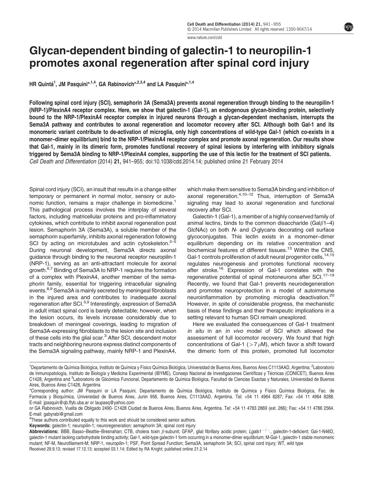 Glycan-dependent binding of galectin-1 to neuropilin-1 promotes axonal regeneration after spinal cord injury by H R Quint&&aacute; & J M Pasquini & G A Rabinovich & L A Pasquini &