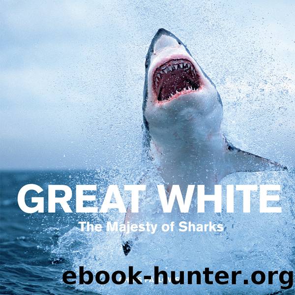 Great White by Chris Fallows