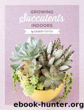 Growing Succulents Indoors by Cassidy Tuttle