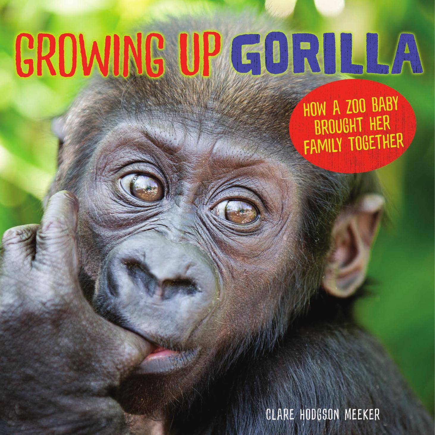 Growing up Gorilla : How a Zoo Baby Brought Her Family Together by Clare Hodgson Meeker