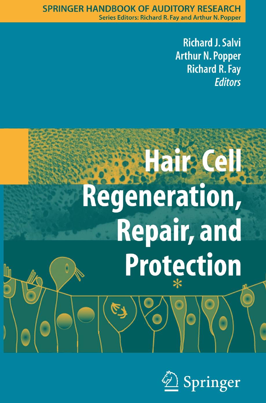 Hair Cell Regeneration, Repair, and Protection by Richard J. Salvi (auth.) Richard J. Salvi Arthur N. Popper Richard R. Fay (eds.)