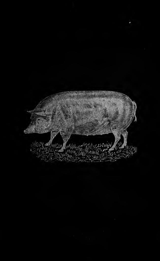 Harris on the pig. Breeding, rearing, management, and improvement by Harris Joseph