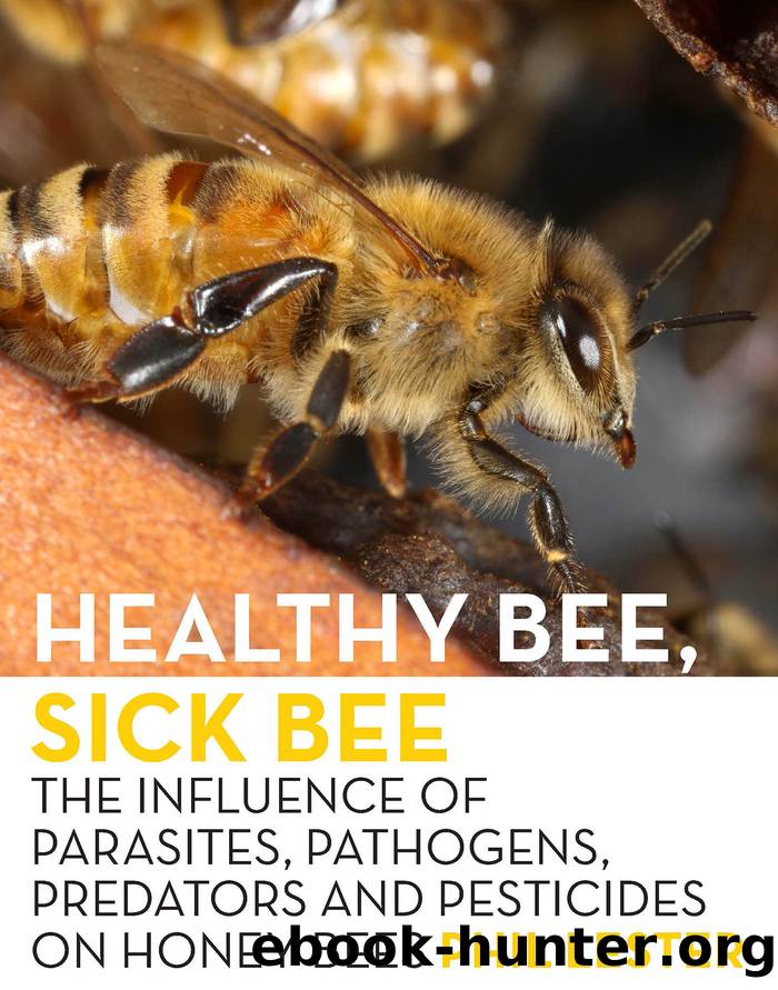 Healthy Bee, Sick Bee by Phil Lester