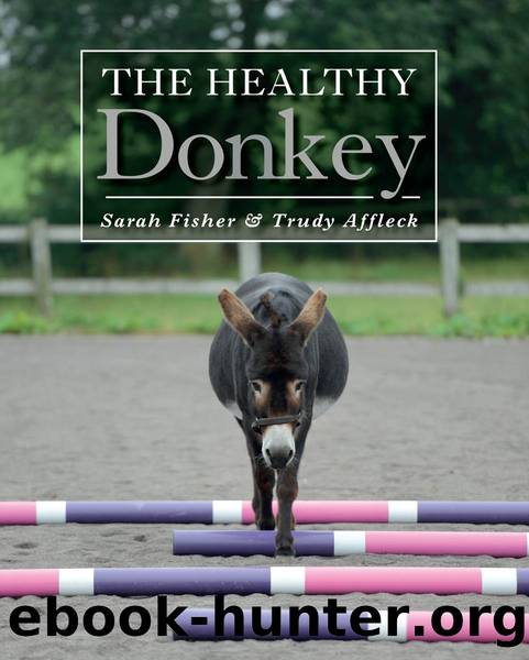 Healthy Donkey by Sarah Fisher