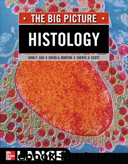 Histology: The Big Picture (LANGE The Big Picture) by Morton David & Ash John & Scott Sheryl A