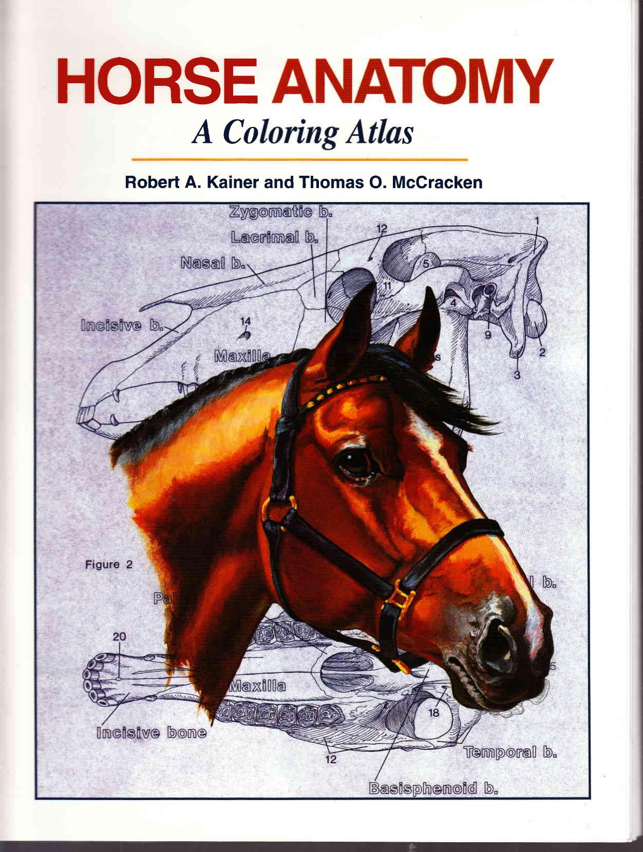 Horse Anatomy : A Coloring Atlas by Thomas O. McCracken Robert A. Kainer Thomas O. MS McCracken Robert A. DVM Kainer
