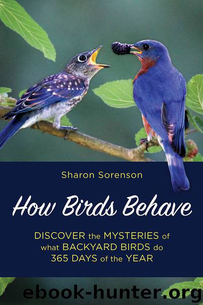 How Birds Behave by Sharon Sorenson