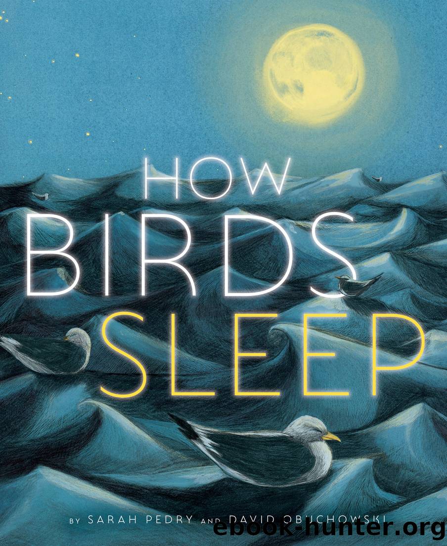 How Birds Sleep by Sarah Pedry