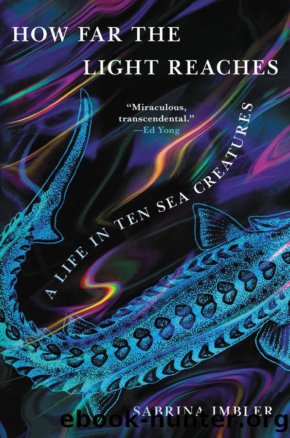 How Far the Light Reaches by Sabrina Imbler & Simon Ban