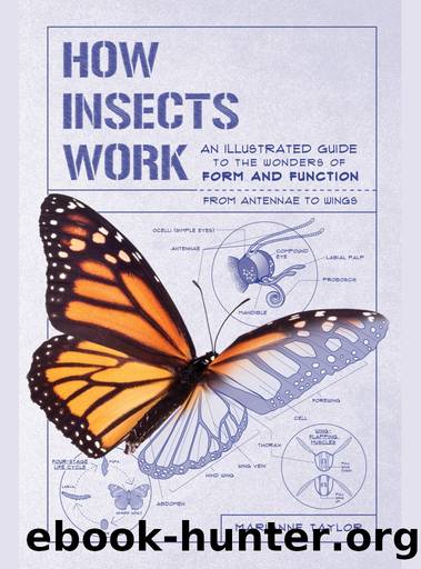 How Insects Work: An Illustrated Guide to the Wonders of Form and Function-From Antennae to Wings by Marianne Taylor