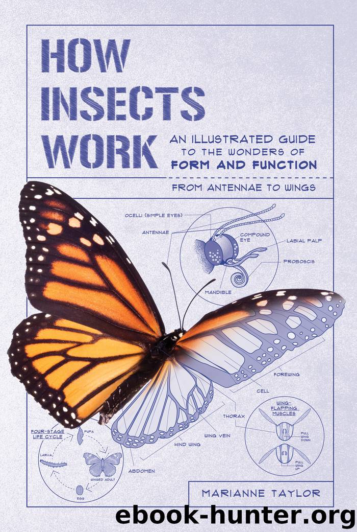 How Insects Works by Marianne Taylor