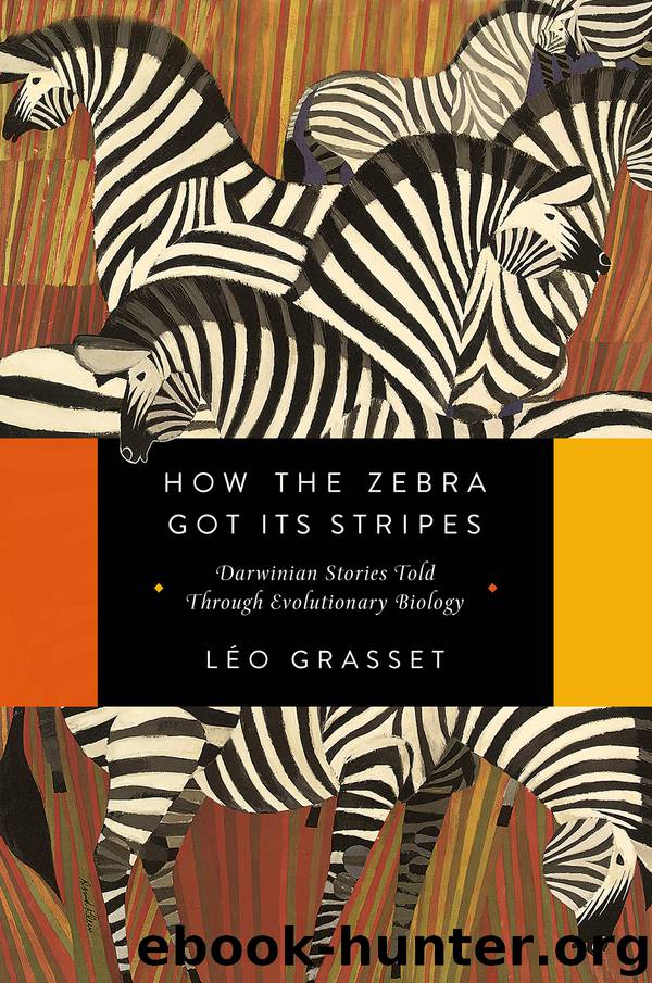 How the Zebra Got Its Stripes by Léo Grasset