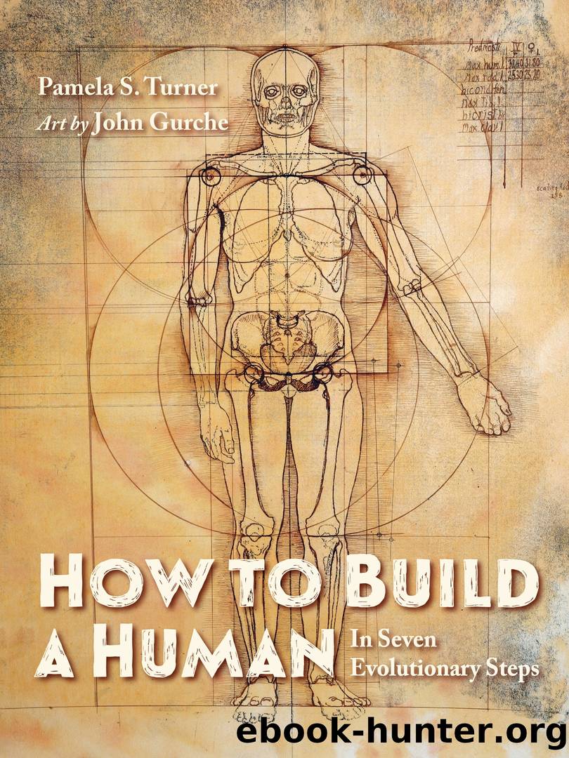 How to Build a Human by Pamela S. Turner
