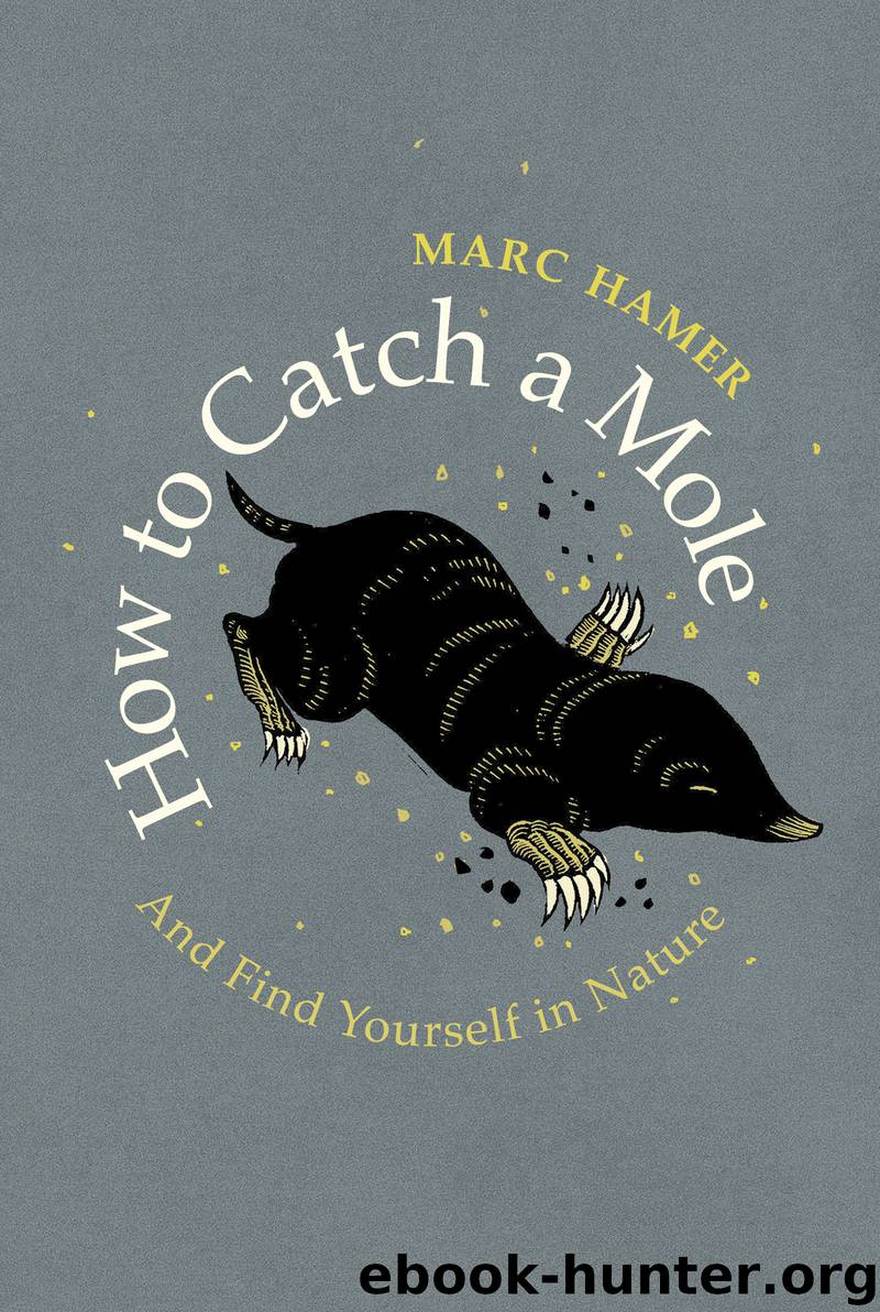 How to Catch a Mole by Marc Hamer