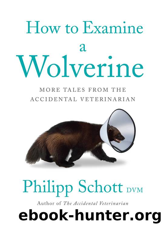 How to Examine a Wolverine by Philipp Schott DVM