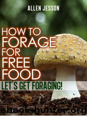How to Forage for Free Food - Let's Get Foraging by Allen Jesson