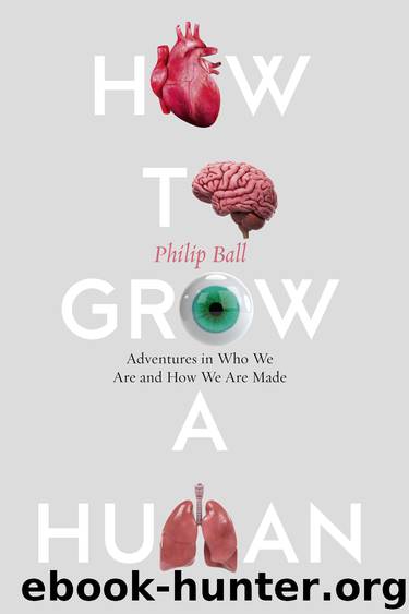 How to Grow a Human by Philip Ball