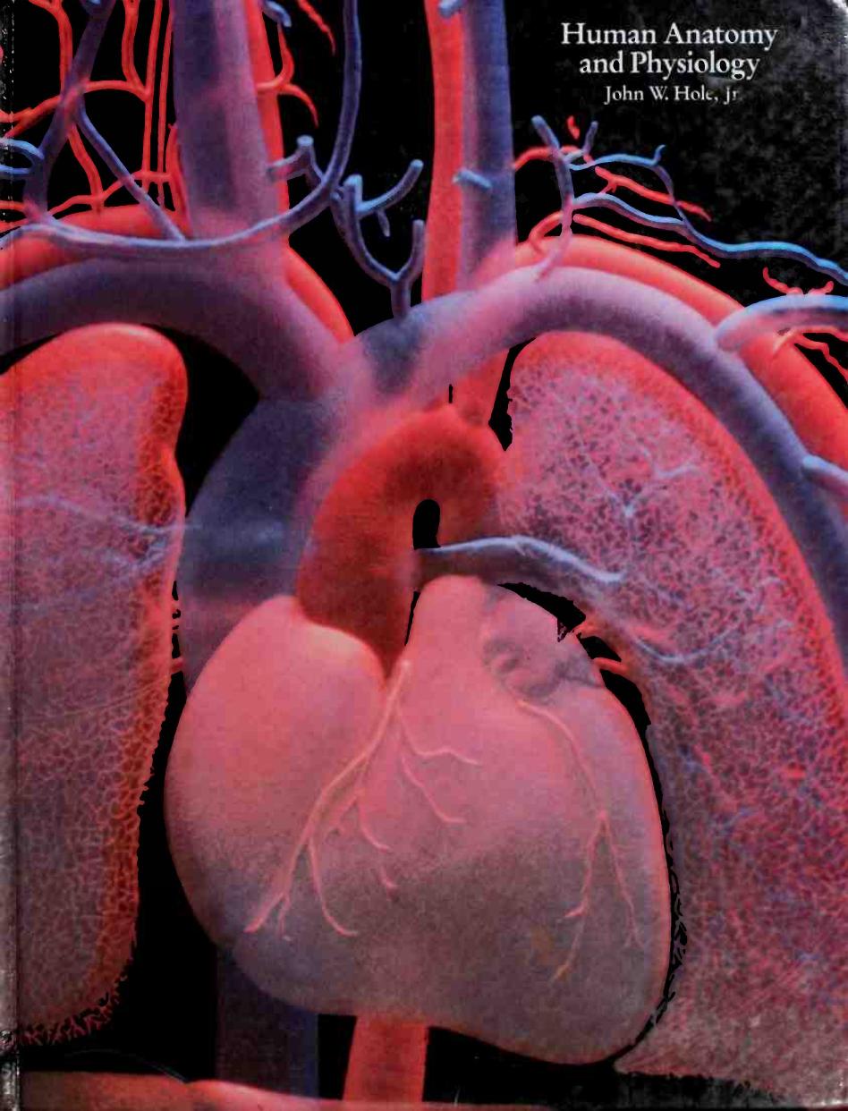 Human Anatomy and Physiology by John W. Hole