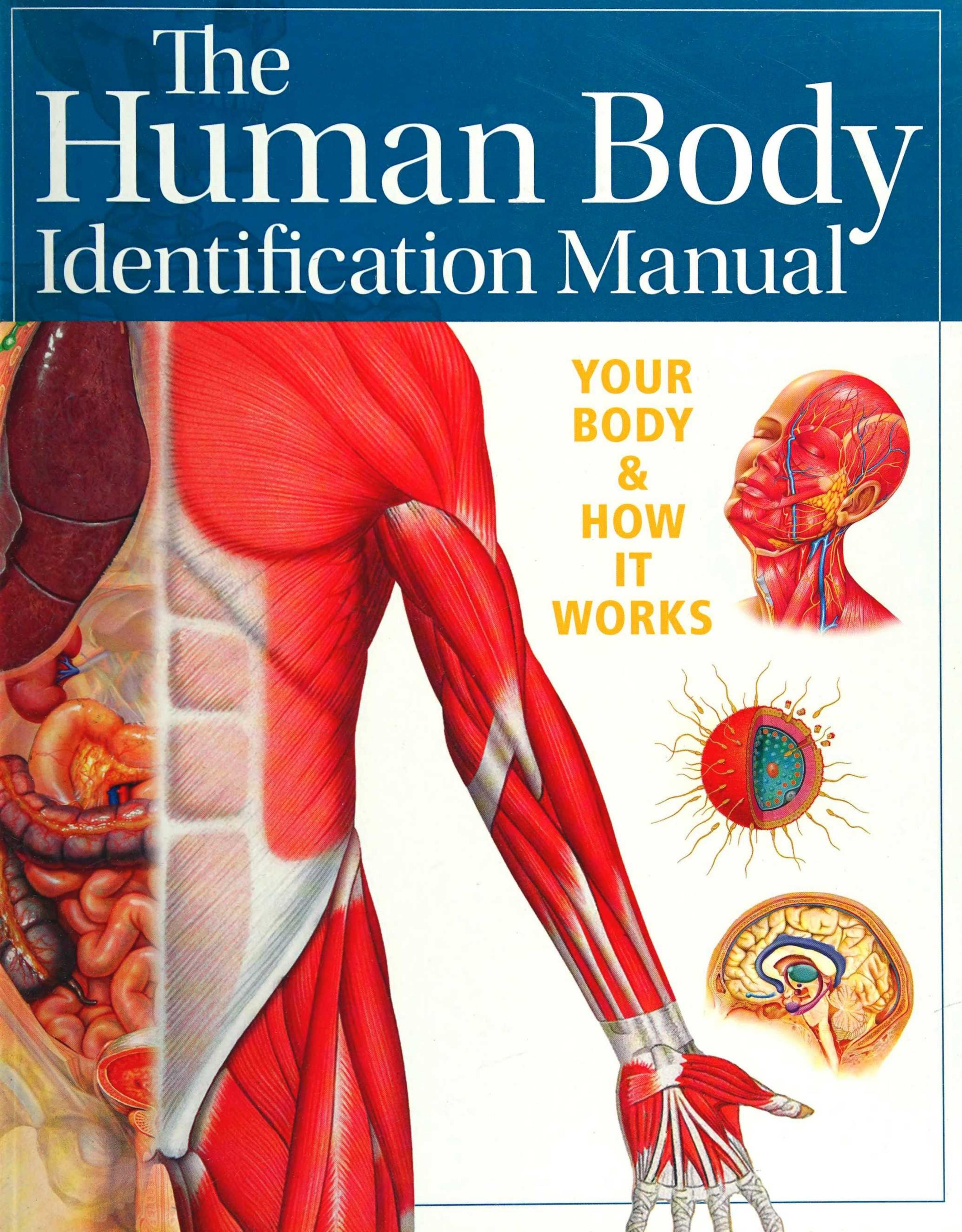 Human Body Identification Manual: Your Body and How It Works by Ken Ashwell