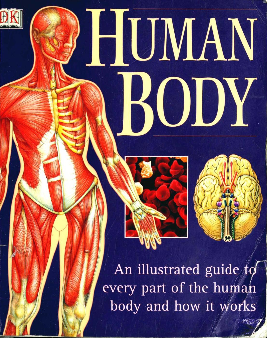 Human Body: An Illustrated Guide to Every Part of the Human Body and How It Works by Unknow