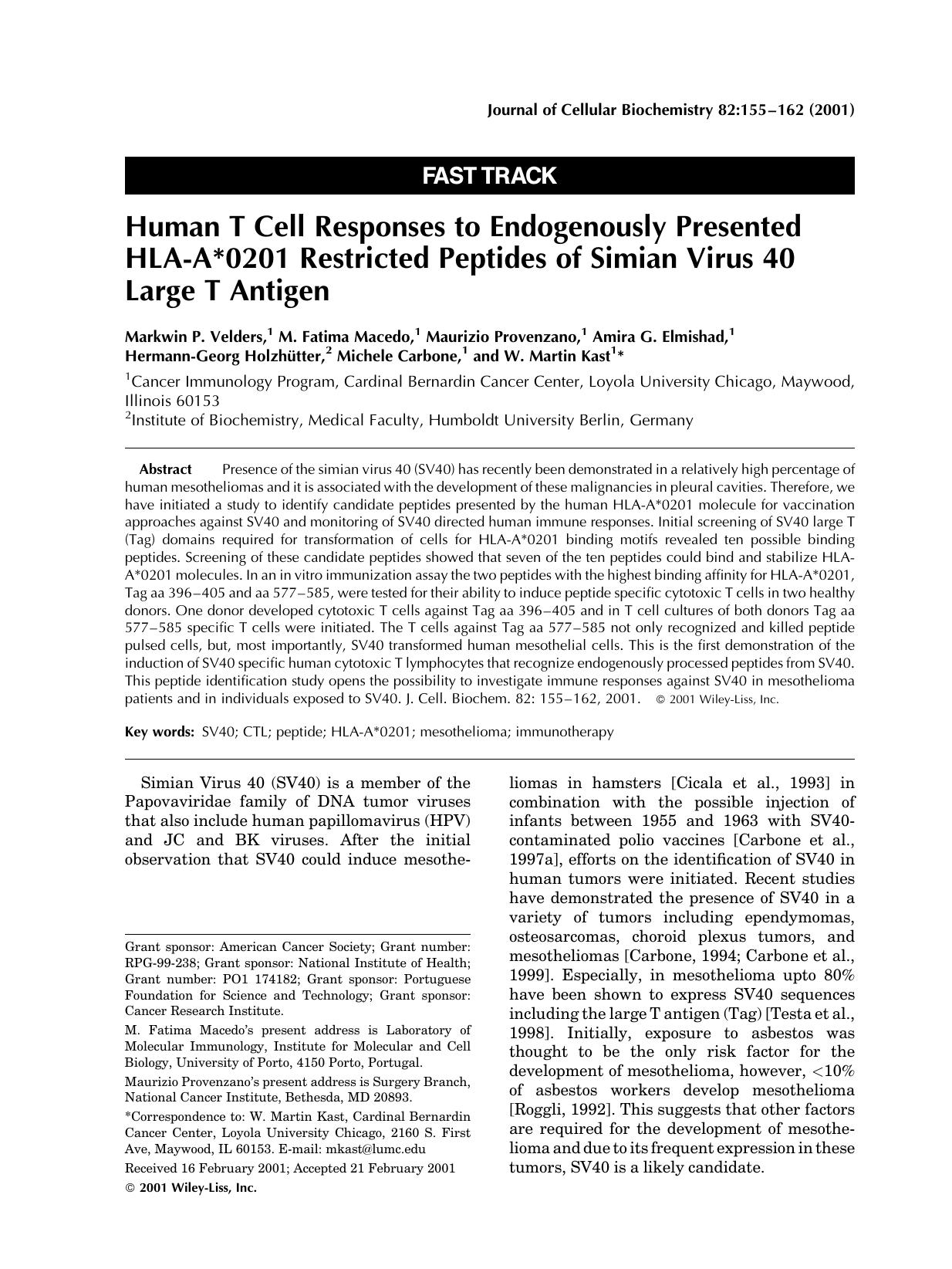 Human T cell responses to endogenously presented HLA-A[ast]0201 restricted peptides of simian virus 40 large T antigen by Unknown