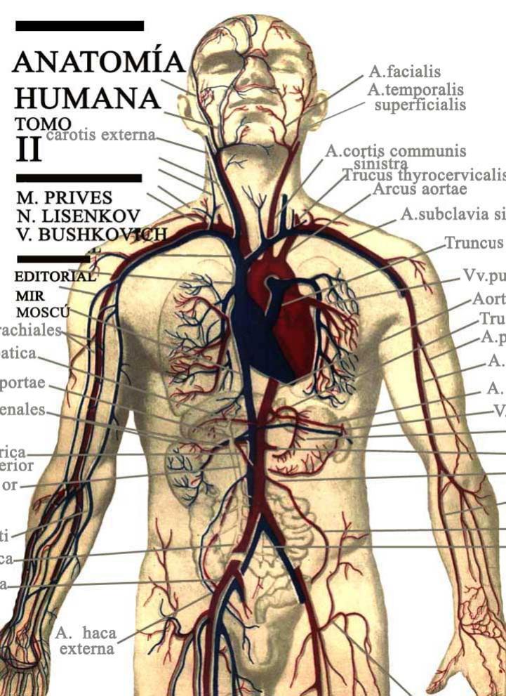 Human anatomy by Viacheslav Bushkovich Nikolai Lisenkov Mikhail Prives