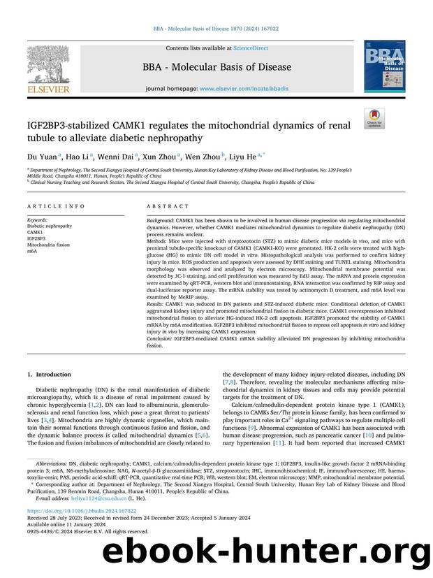 IGF2BP3-stabilized CAMK1 regulates the mitochondrial dynamics of renal tubule to alleviate diabetic nephropathy by Du Yuan & Hao Li & Wenni Dai & Xun Zhou & Wen Zhou & Liyu He