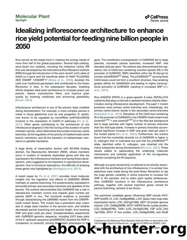 Idealizing inflorescence architecture to enhance rice yield potential for feeding nine billion people in 2050 by Nese Sreenivasulu & Erstelle Pasion & Ajay Kohli