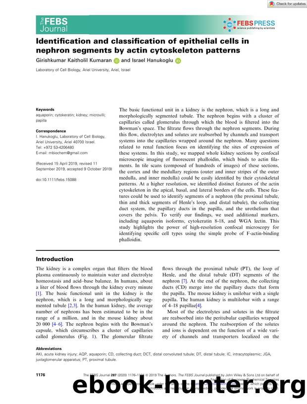 Identification and classification of epithelial cells in nephron segments by actin cytoskeleton patterns by Unknown
