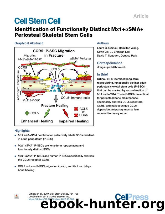 Identification of Functionally Distinct Mx1&#x002B;&#x03B1;SMA&#x002B; Periosteal Skeletal Stem Cells by unknow