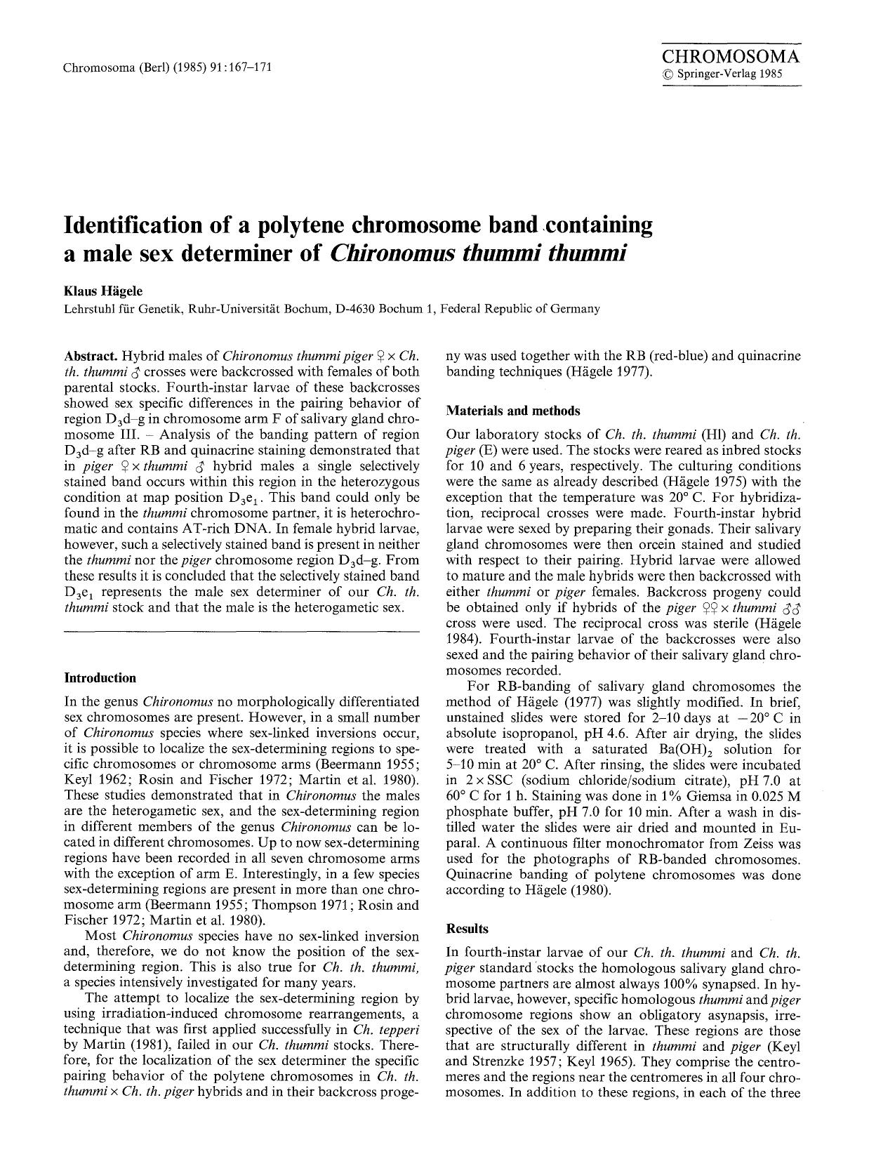 Identification of a polytene chromosome band containing a male sex determiner of <Emphasis Type="Italic">Chironomus thummi thummi<Emphasis> by Unknown