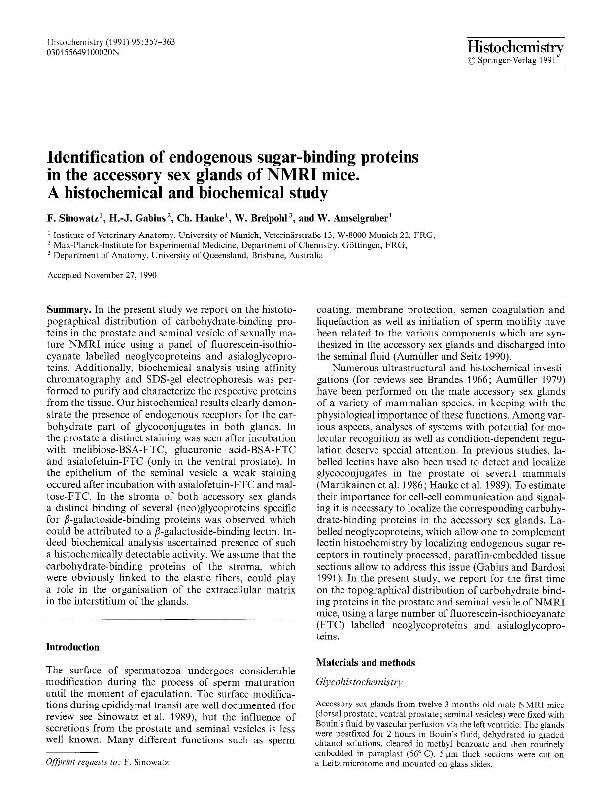 Identification of endogenous sugar-binding proteins in the accessory sex glands of NMRI mice. A histochemical and biochemical study by Unknown