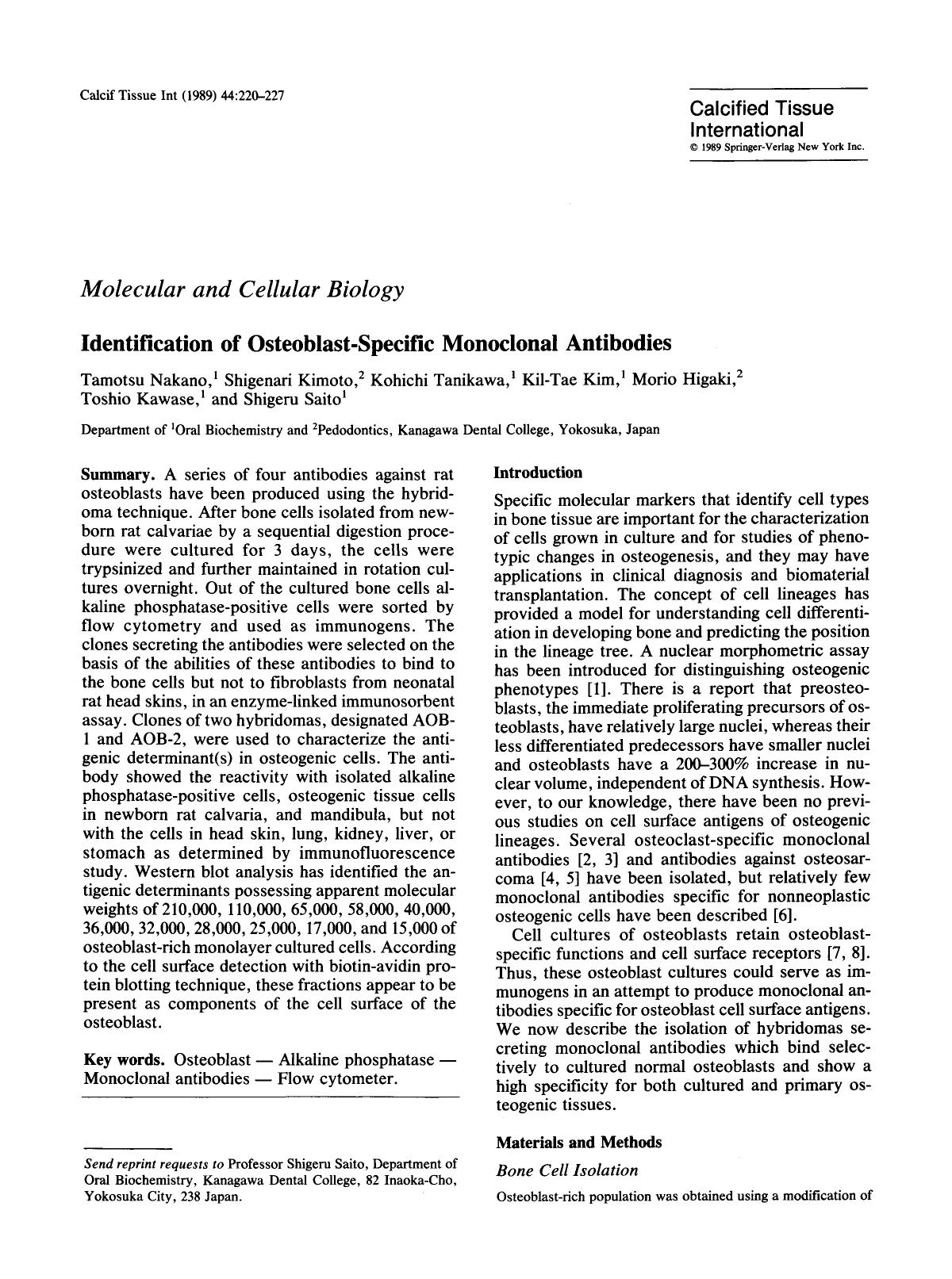 Identification of osteoblast-specific monoclonal antibodies by Unknown