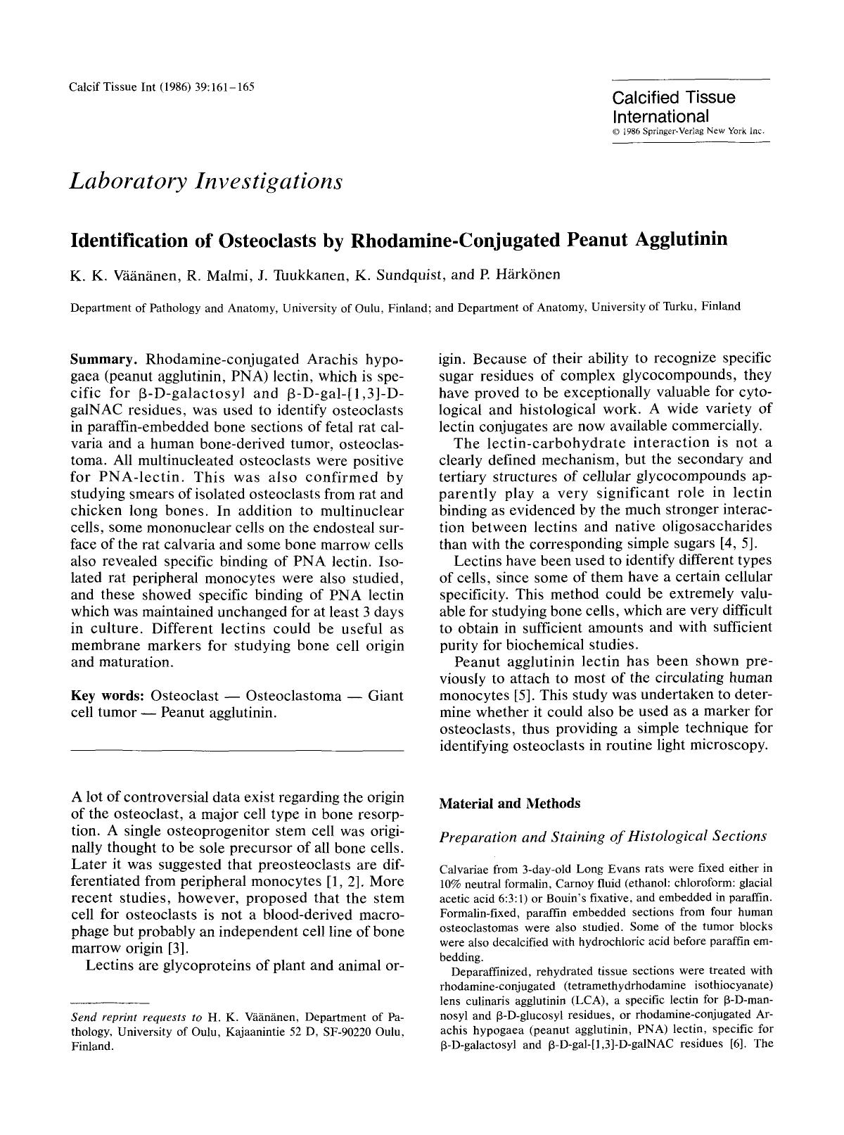 Identification of osteoclasts by rhodamine-conjugated peanut agglutinin by Unknown