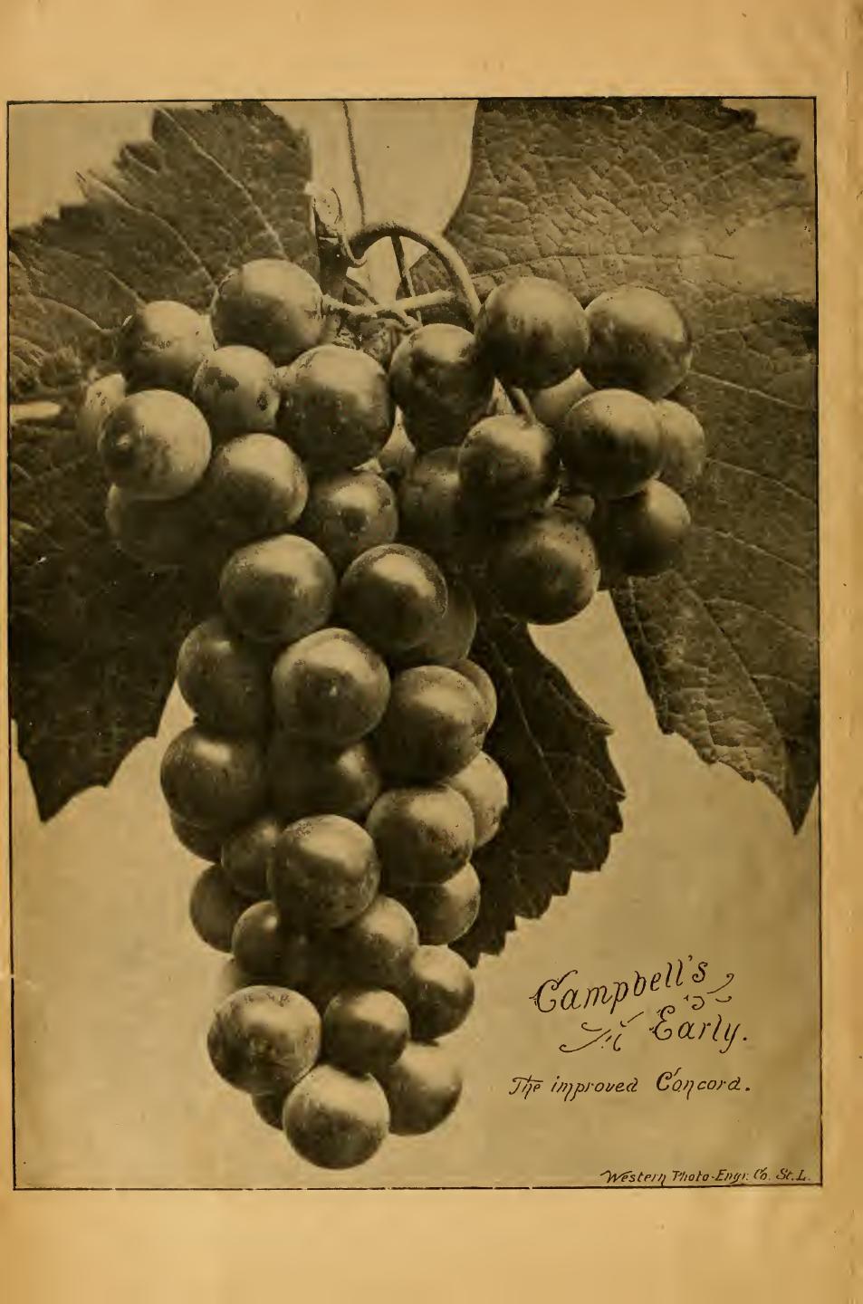 Illustrated descriptive catalogue of American grape vines. A grape growers' manual by Bush firm vinegrowers Bushberg Mo. (1895. Bush && Son && Meissner)