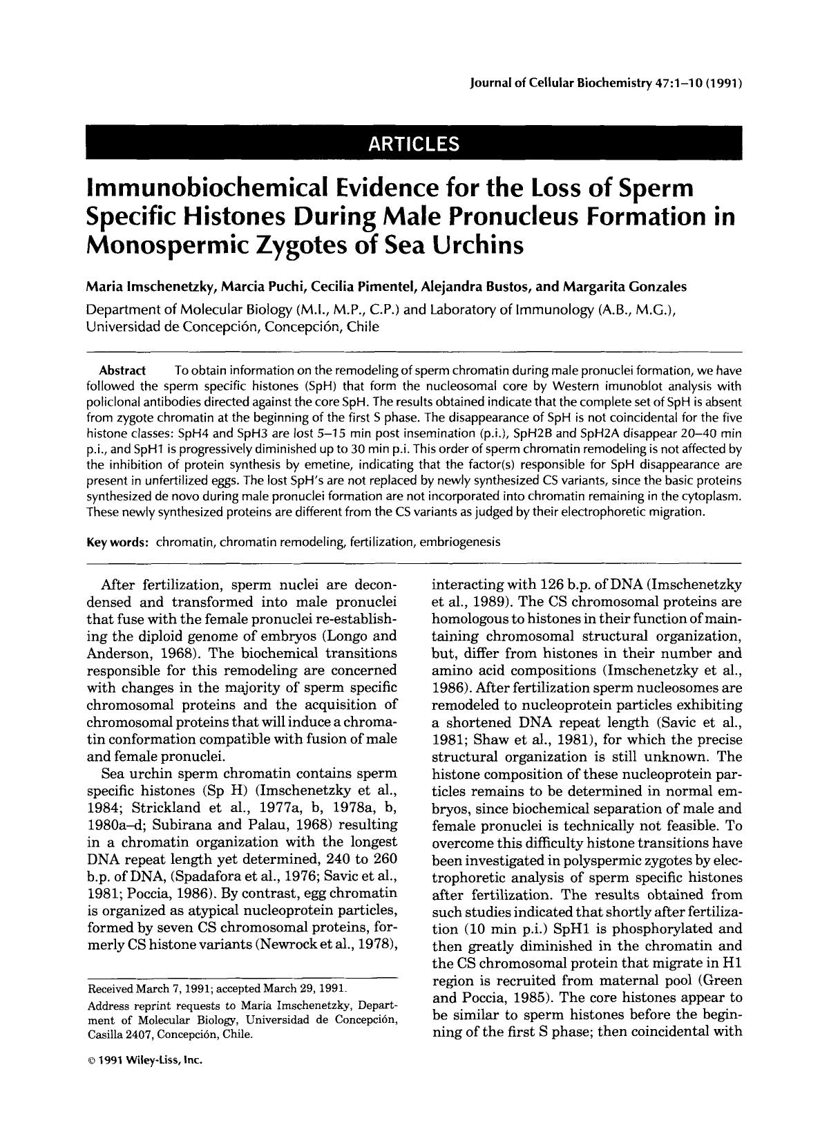 Immunobiochemical evidence for the loss of sperm specific histones during male pronucleus formation in monospermic zygotes of sea urchins by Unknown