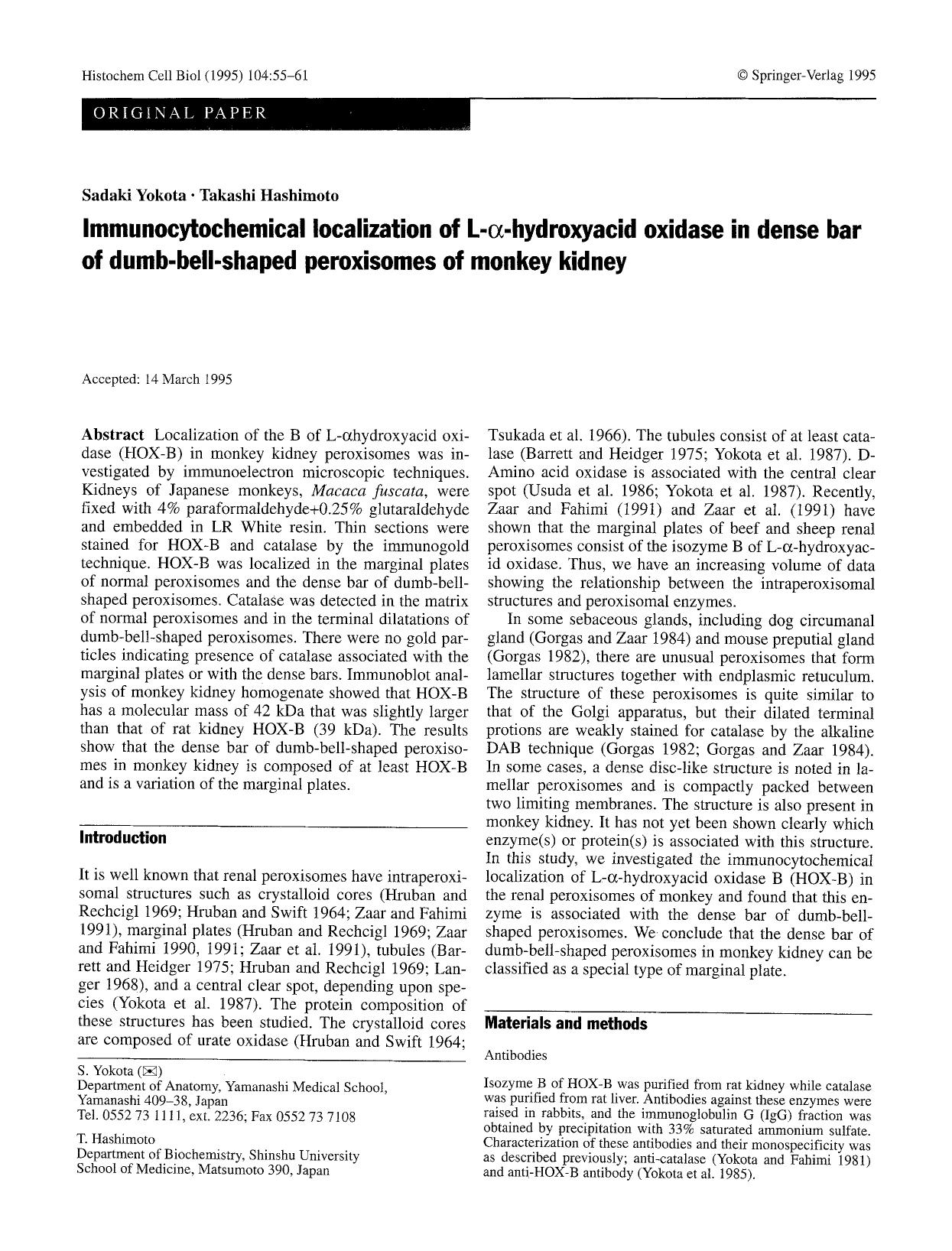 Immunocytochemical localization of L-α-hydroxyacid oxidase in dense bar of dumb-bell-shaped peroxisomes of monkey kidney by Unknown