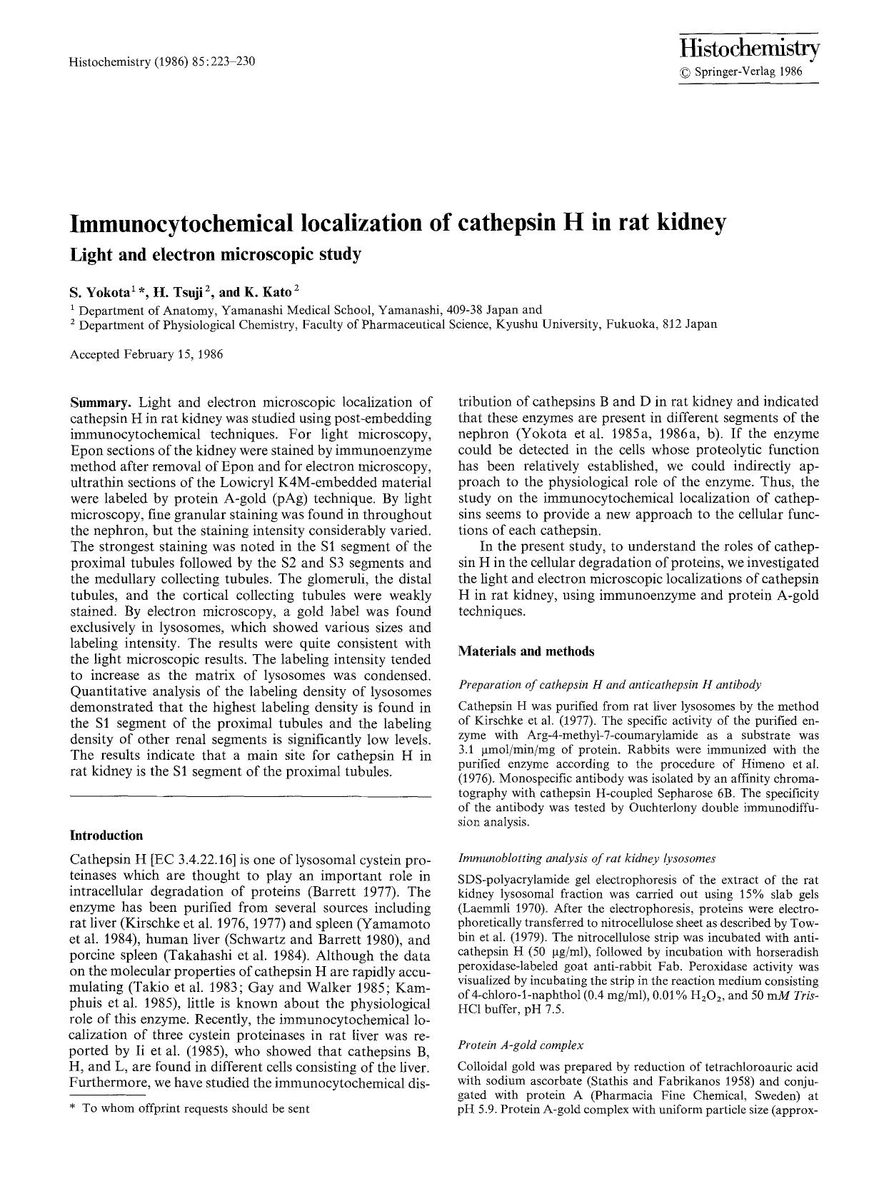 Immunocytochemical localization of cathepsin H in rat kidney by Unknown
