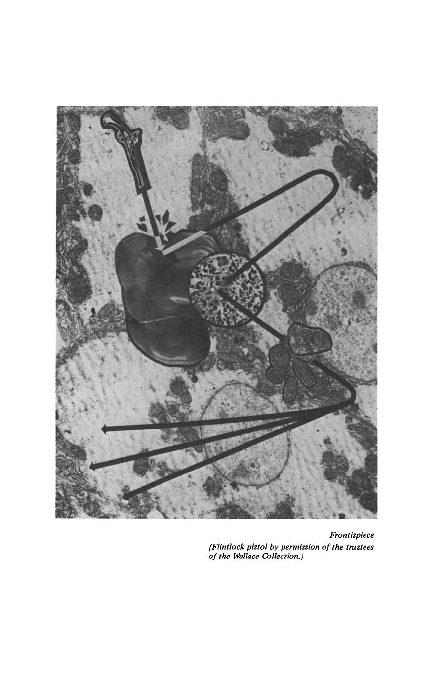 Immunology of the Liver. Proceedings of an International Meeting Held at King's College Hospital Medical School, London, on 6th and 7th July, 1970 by Martin Smith and Roger Williams (Auth.)