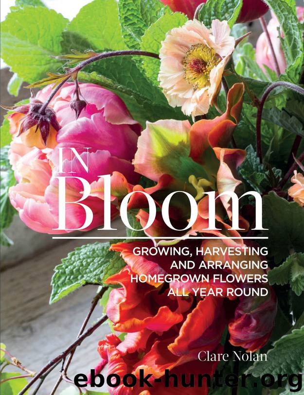 In Bloom by Clare Nolan