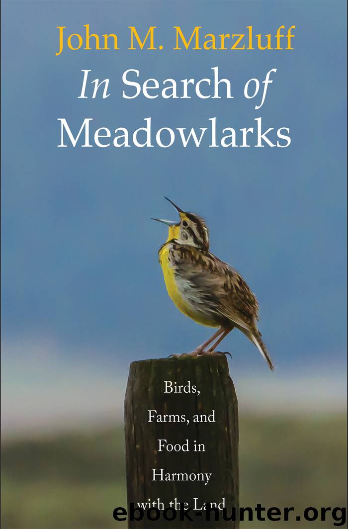 In Search of Meadowlarks by John M. Marzluff