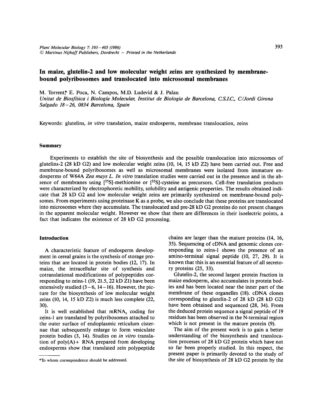 In maize, glutelin-2 and low molecular weight zeins are synthesized by membrane-bound polyribosomes and translocated into microsomal membranes by Unknown