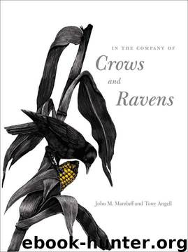 In the Company of Crows and Ravens by John M. Marzluff