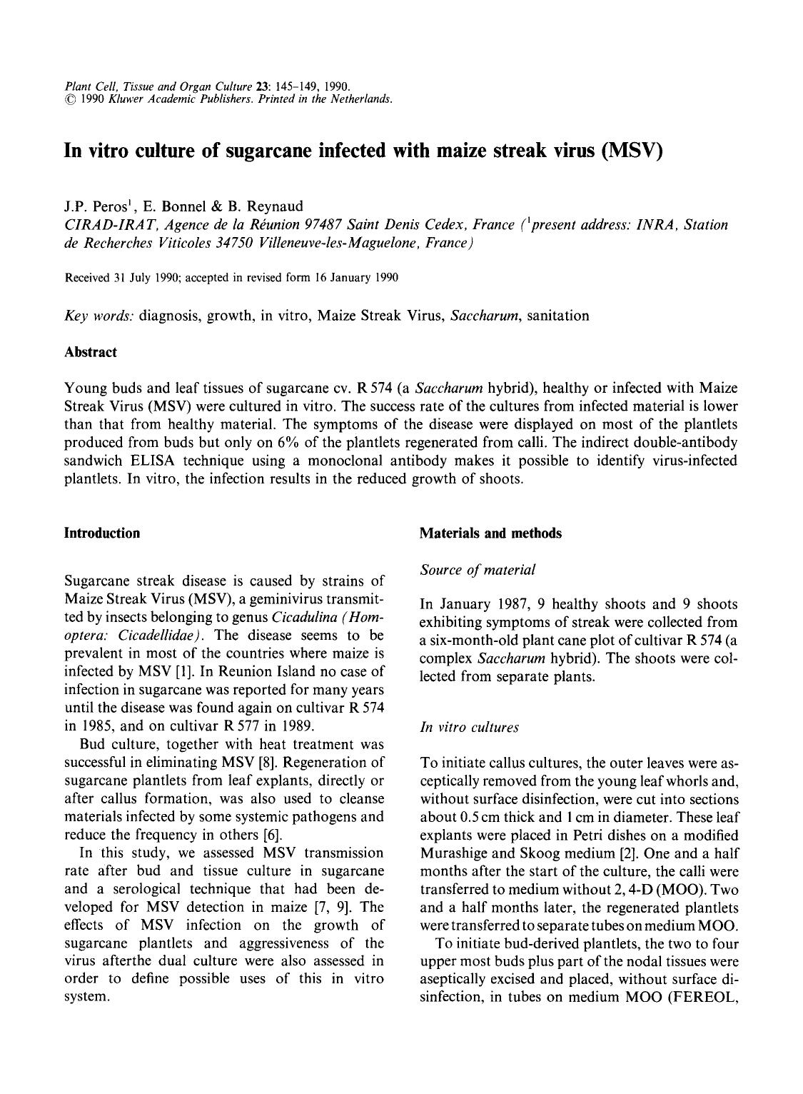 In vitro culture of sugarcane infected with maize streak virus (MSV) by Unknown