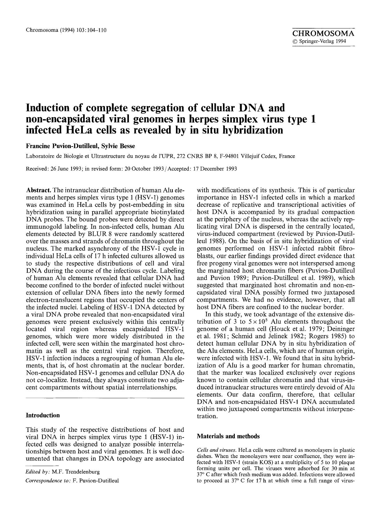 Induction of complete segregation of cellular DNA and non-encapsidated viral genomes in herpes simplex virus type 1 infected HeLa cells as revealed by in situ hybridization by Unknown