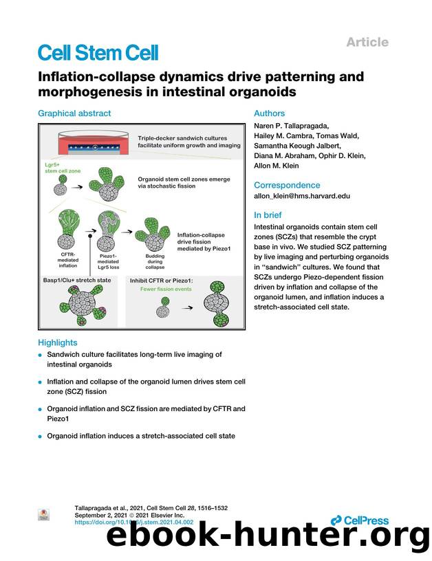 Inflation-collapse dynamics drive patterning and morphogenesis in intestinal organoids by unknow