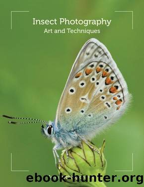 Insect Photography by John Bebbington