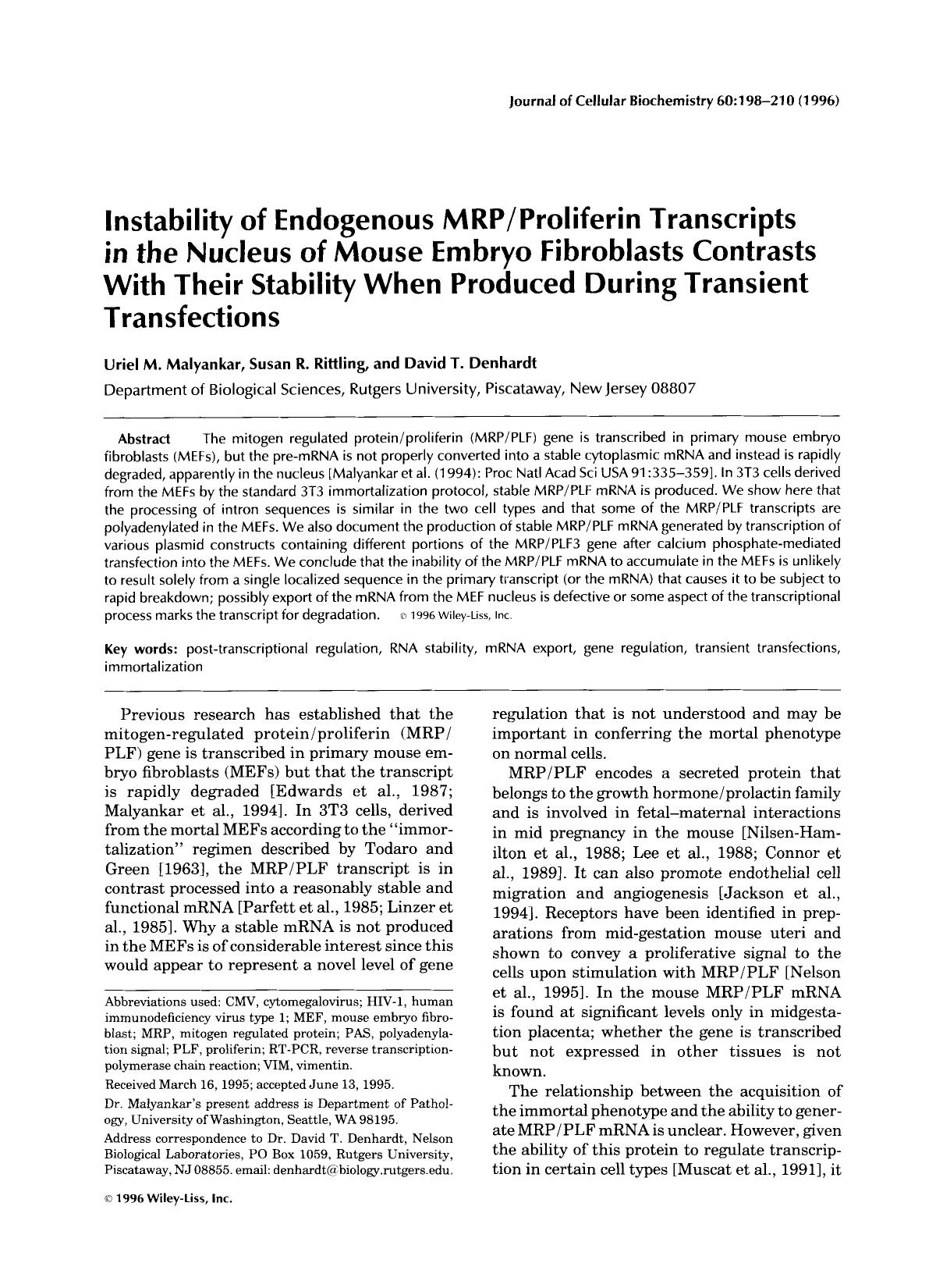 Instability of endogenous MRPproliferin transcripts in the nucleus of mouse embryo fibroblasts contrasts with their stability when produced during transient transfections by Unknown
