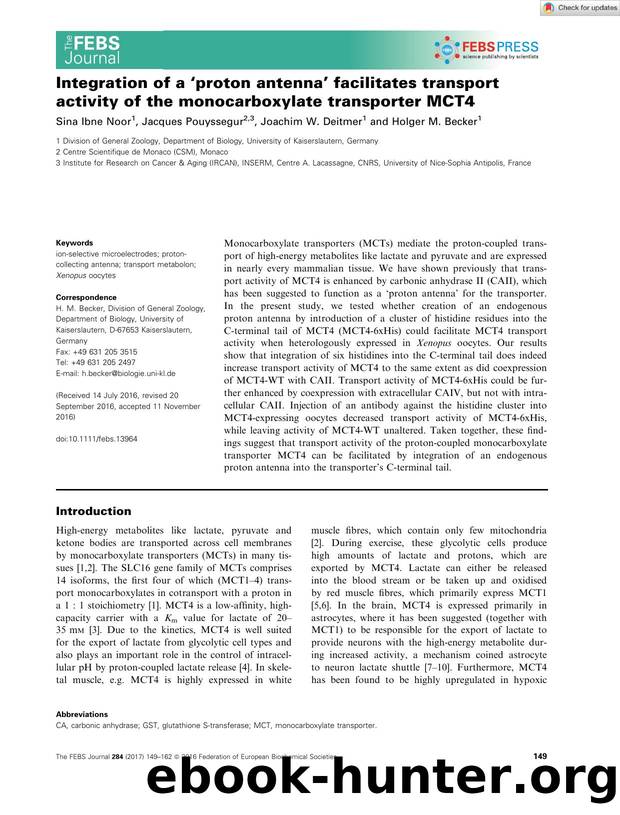 Integration of a âproton antennaâ facilitates transport activity of the monocarboxylate transporter MCT4 by Unknown